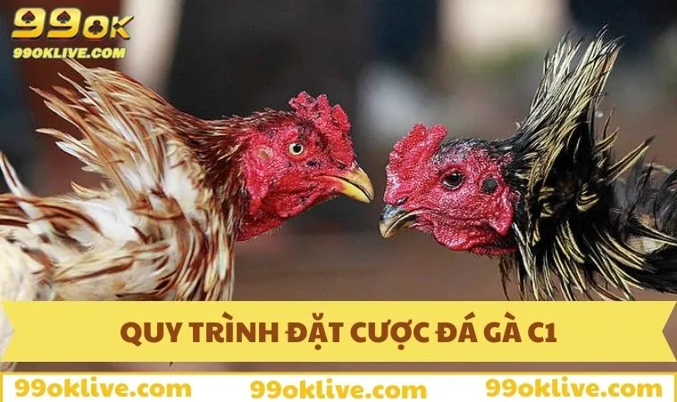 Quy trình đặt cược trận chọi gà cúp C1 hoàn chỉnh cho tân thủ