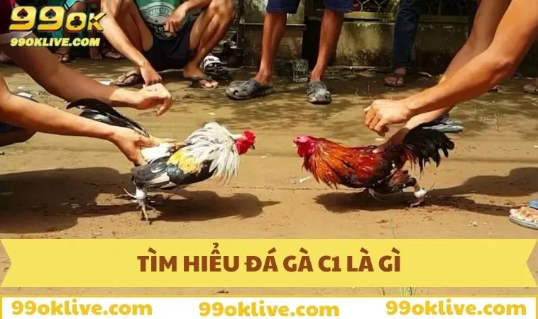 Giới thiệu hình thức giải trí đá gà C1 là gì